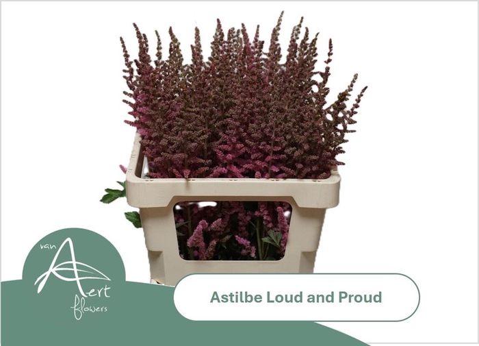 <h4>ASTIL C LOUD N PROUD</h4>