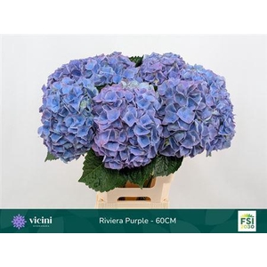 Hydr M My Riviera 60cm