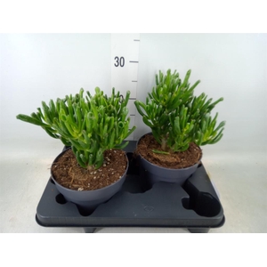 Crassula ovata 'Gollum'