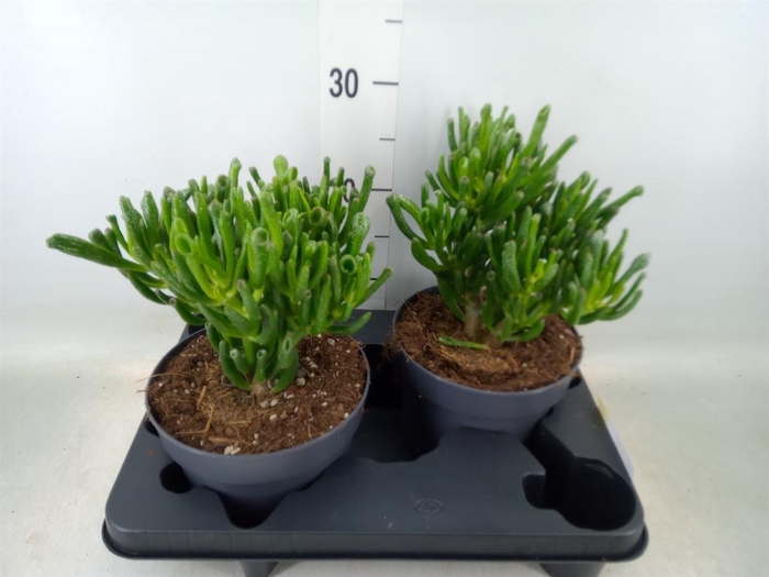 <h4>Crassula ovata 'Gollum'</h4>