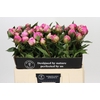 Paeonia Dr A Fleming