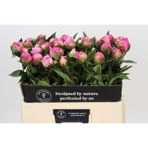 Paeonia Dr A Fleming