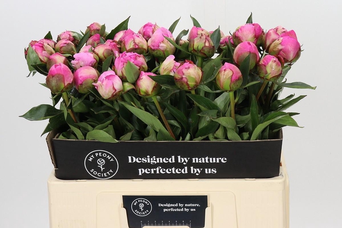 <h4>Paeonia Dr A Fleming</h4>