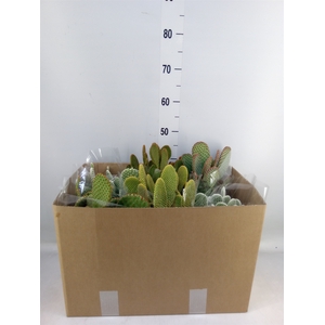 Opuntia microdasys