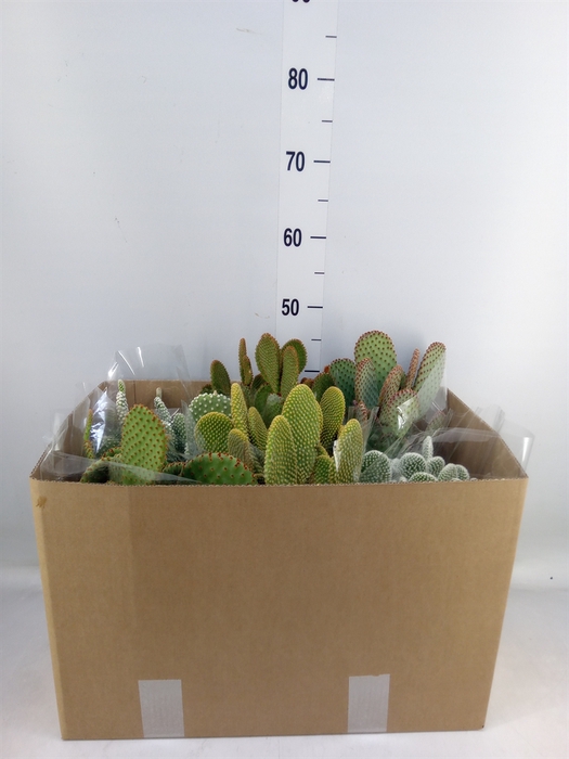 <h4>Opuntia microdasys</h4>