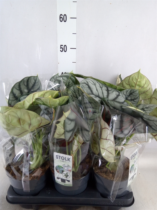 <h4>Alocasia  'Dragon Scale'</h4>