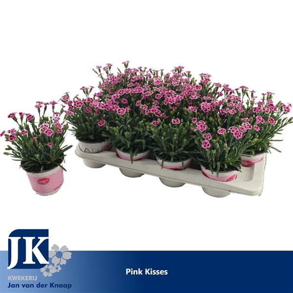 <h4>Dianthus Pink Kisses</h4>