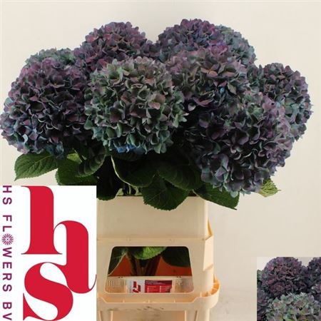 <h4>Hydr M Ch Pimpernel Cl</h4>