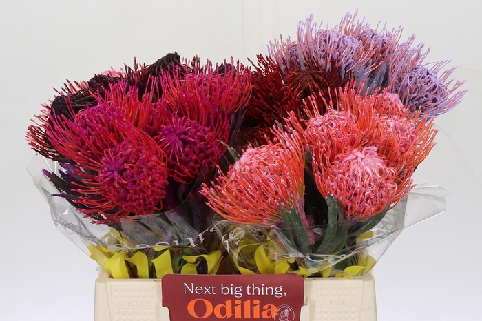 <h4>Nutans Painted Mix</h4>