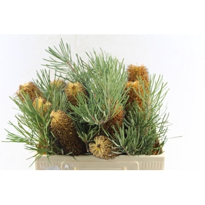 Banksia Spinulosa