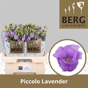 Eust Piccolo Lavender