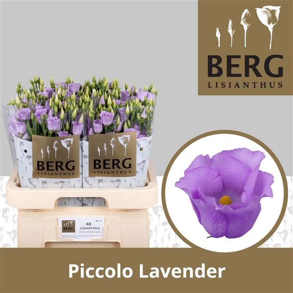 <h4>Eust Piccolo Lavender</h4>