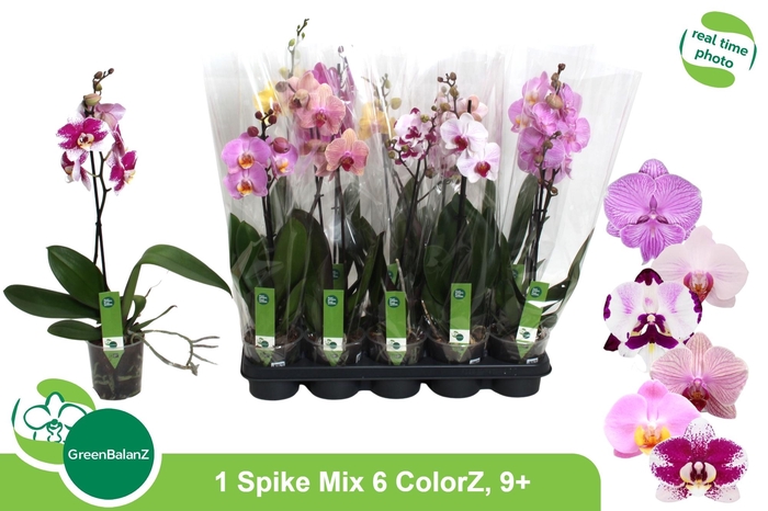 <h4>PHAL GEM 6 KL</h4>