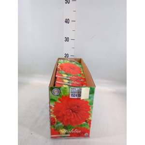 Dahlia   ...flowerbulbs