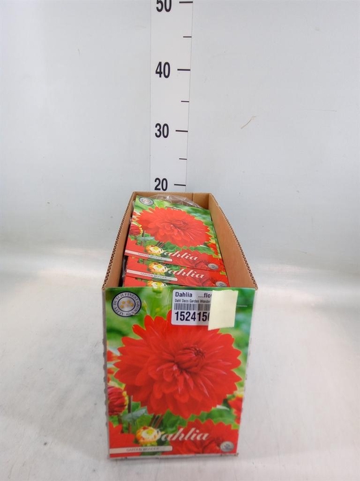 <h4>Dahlia   ...flowerbulbs</h4>