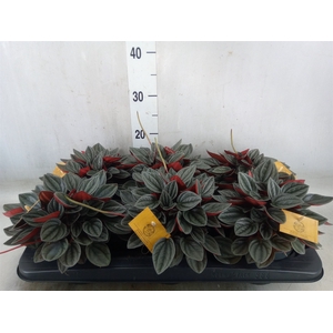 Peperomia caperata 'Santorini'