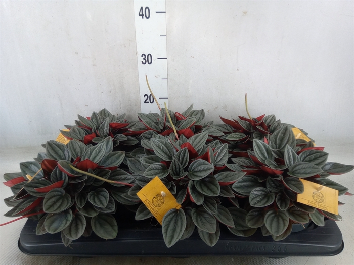 <h4>Peperomia caperata 'Santorini'</h4>