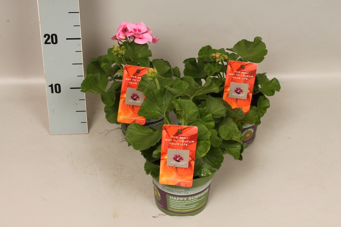 <h4>Pelargonium Calliope M Pink Splash</h4>