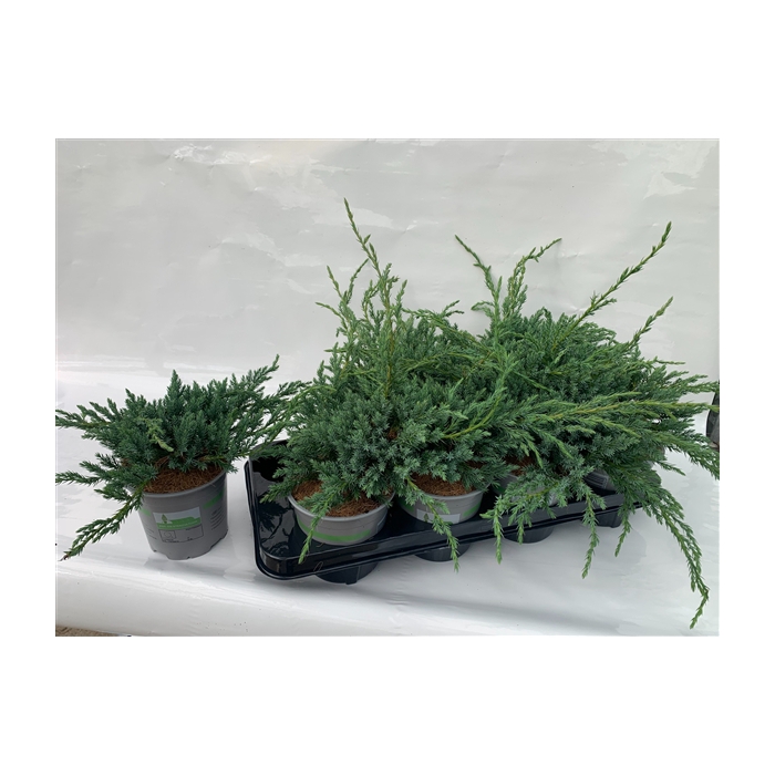 <h4>JUNIPERUS SQUAMATA BLUE CARPET</h4>