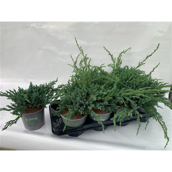 JUNIPERUS SQUAMATA BLUE CARPET