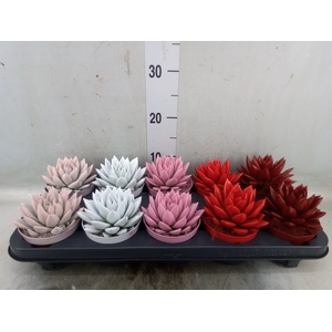 Echeveria  'Miranda'