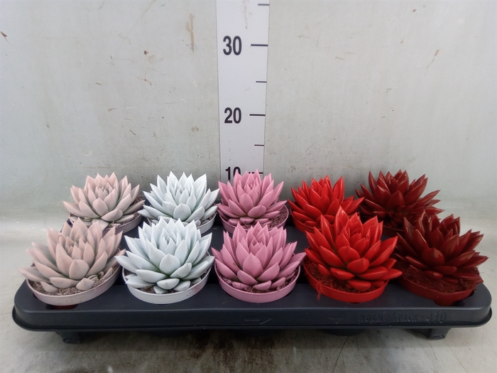 <h4>Echeveria  'Miranda'</h4>