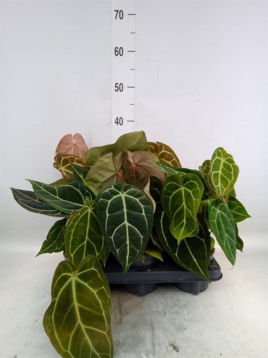 <h4>Anthurium   ...</h4>