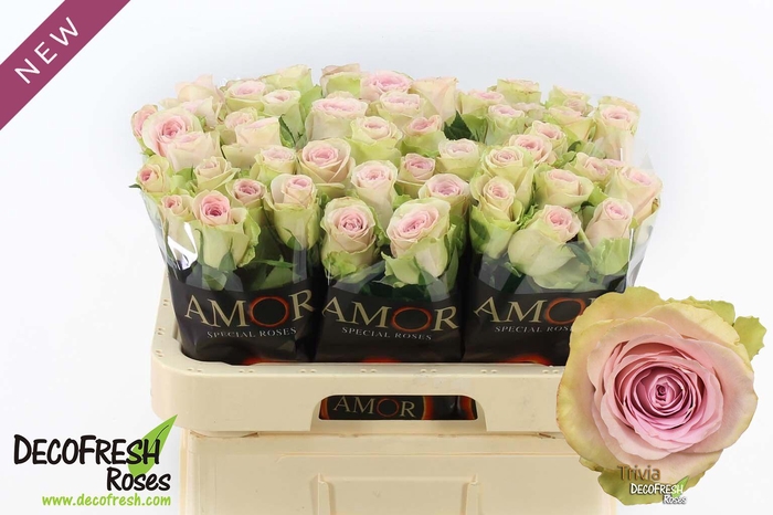 <h4>R Gr Trivia</h4>