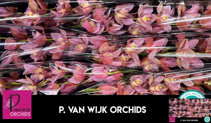 <h4>CYMB T SALM DELIGHT</h4>