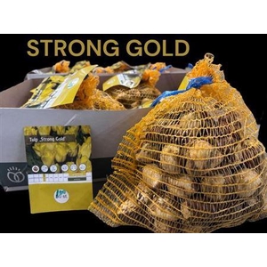 Bloembol Tulipa Yellow