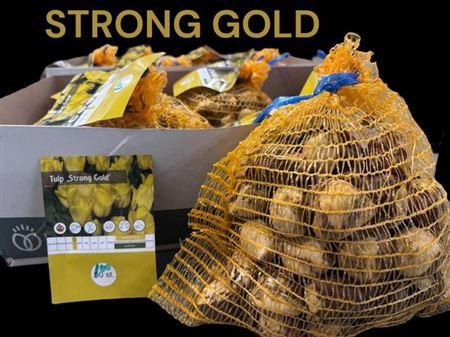 <h4>Bloembol Tulipa Yellow</h4>