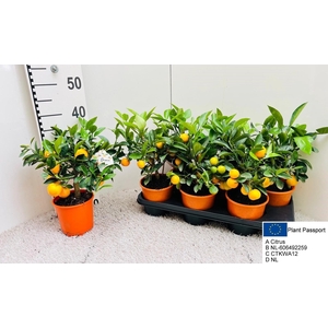 CITR MICROCARPA