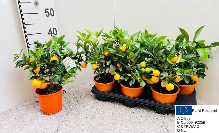 <h4>CITR MICROCARPA</h4>