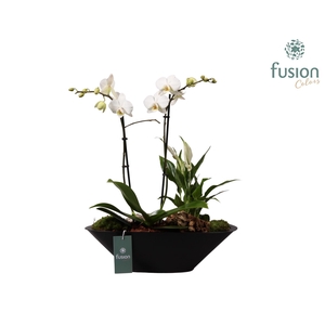 Metalen bootvorm pot met Phalaenopsis Arrangement