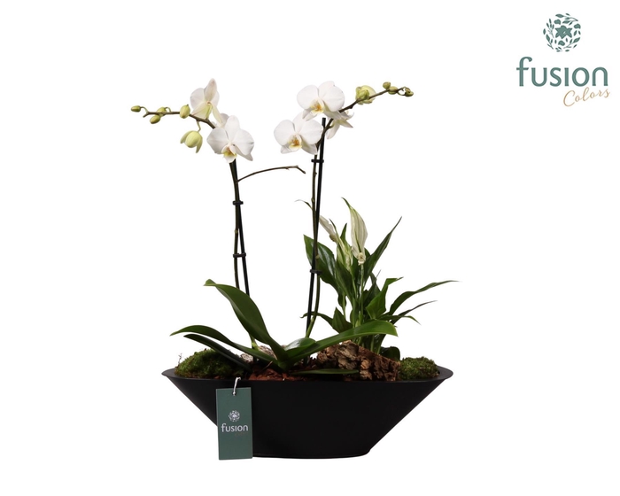 <h4>Metalen bootvorm pot met Phalaenopsis Arrangement</h4>