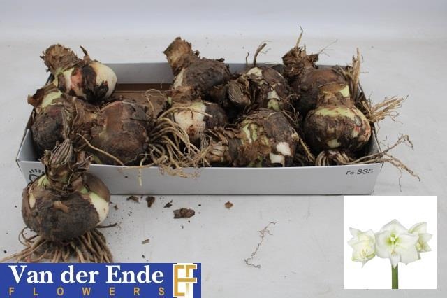 <h4>BLOEMBOL HIPPEASTRUM</h4>