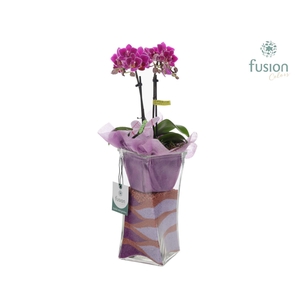 Glazen Twistervaas met Phalaenopsis