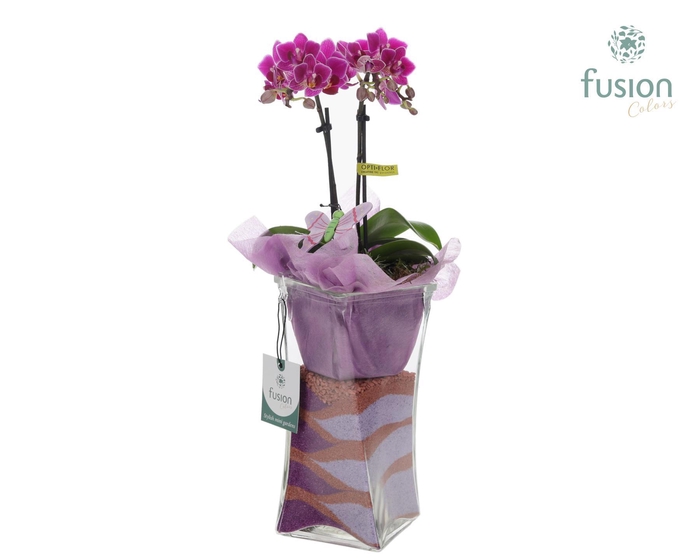 <h4>Glazen Twistervaas met Phalaenopsis</h4>