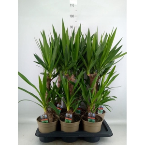 Yucca   ...