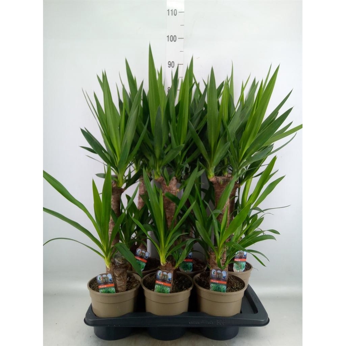 <h4>Yucca   ...</h4>
