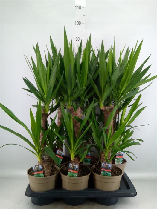 Yucca   ...