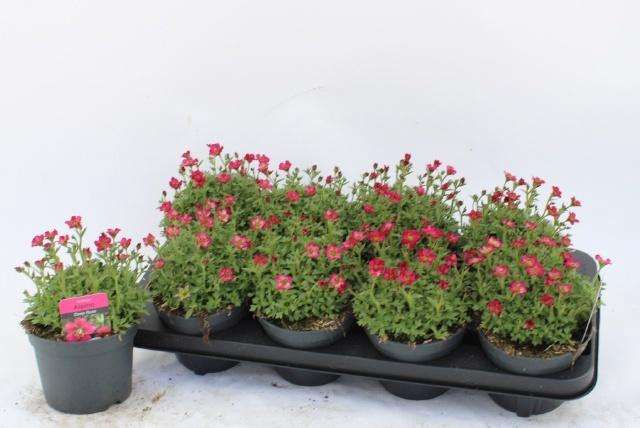 <h4>SAXIF AR ALP ROSE</h4>