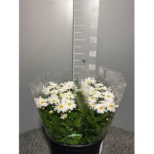 Margrieten White