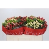 Hypericum Rainbow Romance