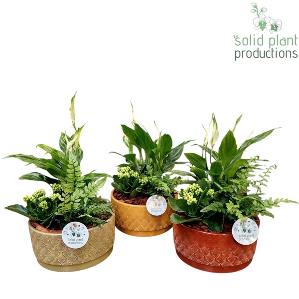<h4>SP009 Sarah Spathiphyllum</h4>