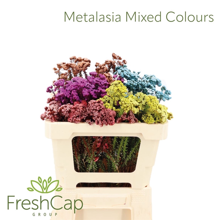 <h4>Metalasia Mixed Colours</h4>