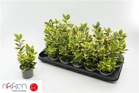 <h4>Euonymus Ja Marieke</h4>