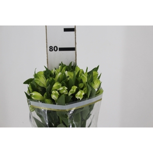 ALSTROEMERIA MISTRAL 080 CM