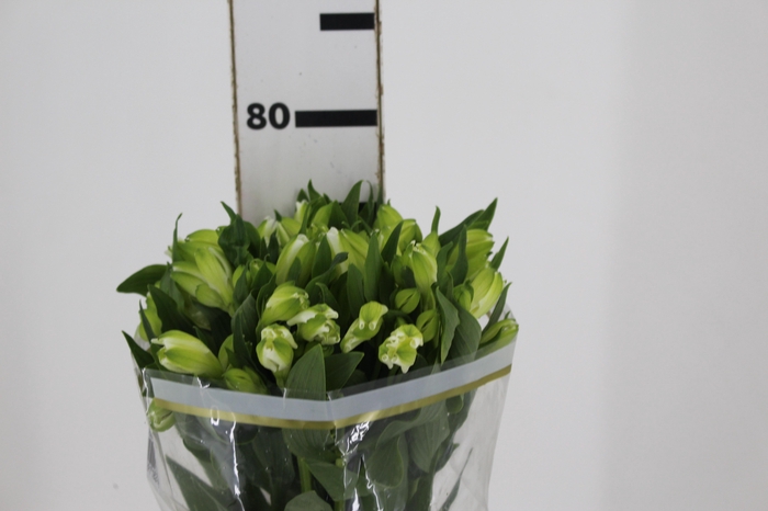 <h4>ALSTROEMERIA MISTRAL 080 CM</h4>