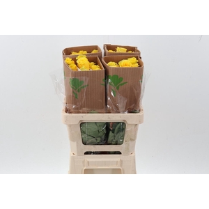 R Gr High & Exotic 50cm Fu